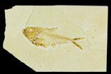 Bargain, Fossil Fish (Diplomystus) - Green River Formation #120497-1